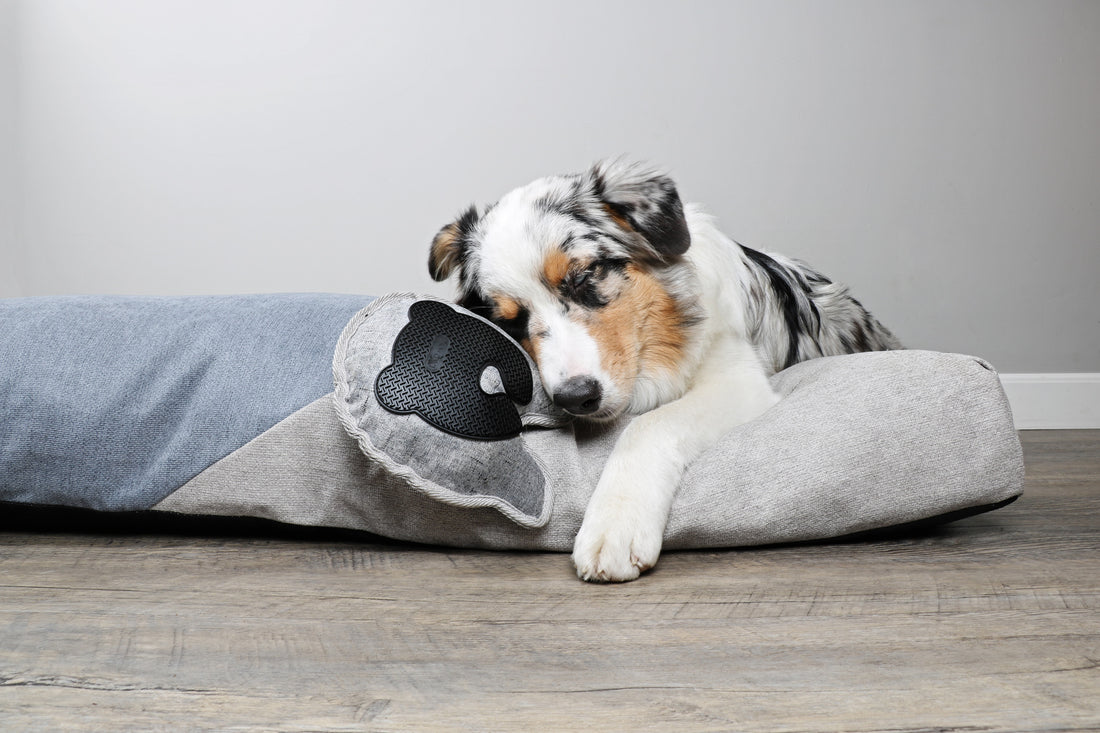 Dingen die je nog niet wist over slapende honden